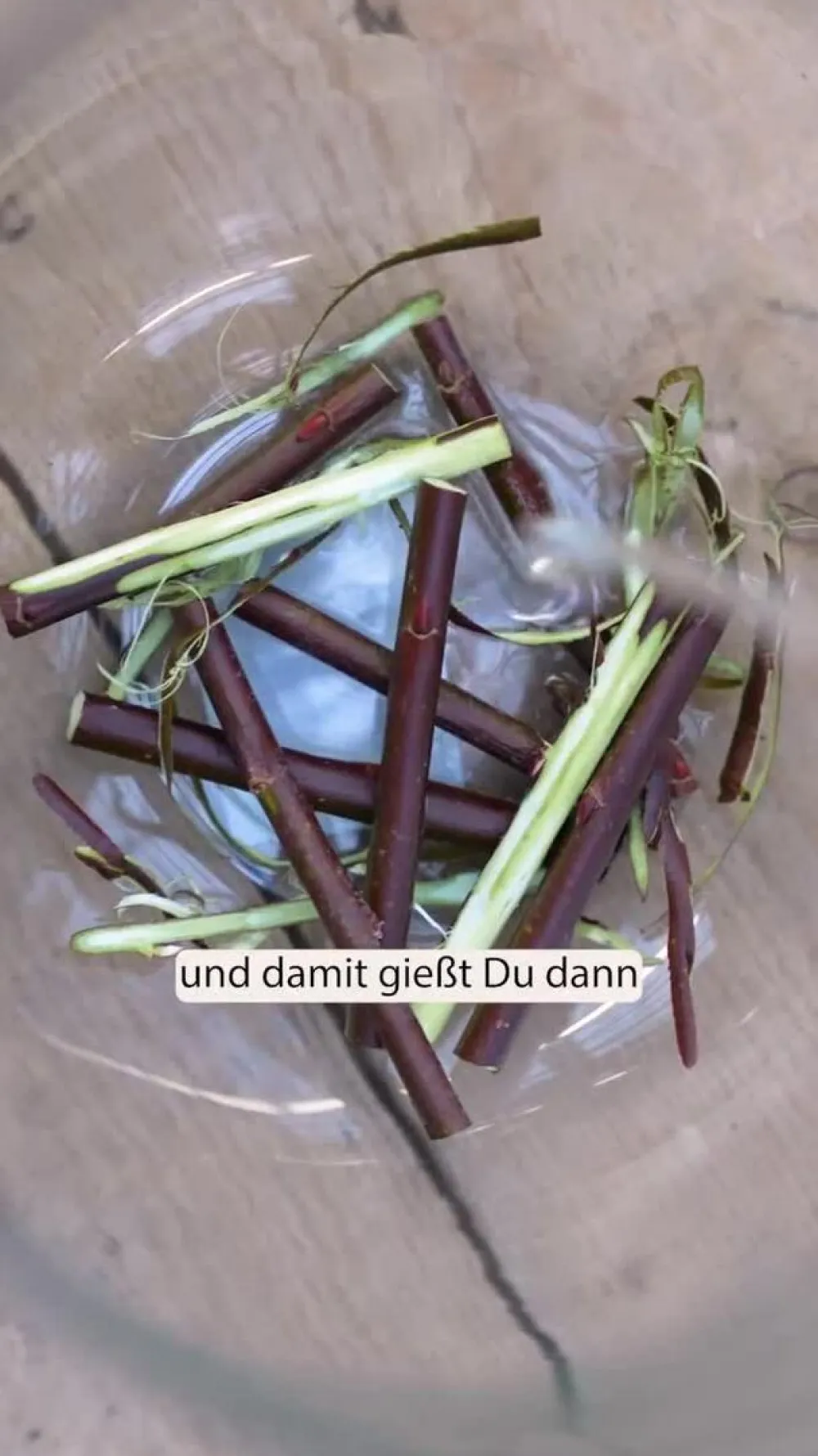 Dehner Laubgehölze|Blühende Sträucher - Hänge-Kätzchenweide 'Kilmarnock'