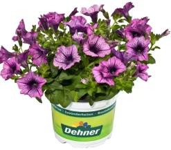 Dehner Petunien|Hängende Sommerblüher > Hängepetunie, Besonderheit, verschiedene Farben