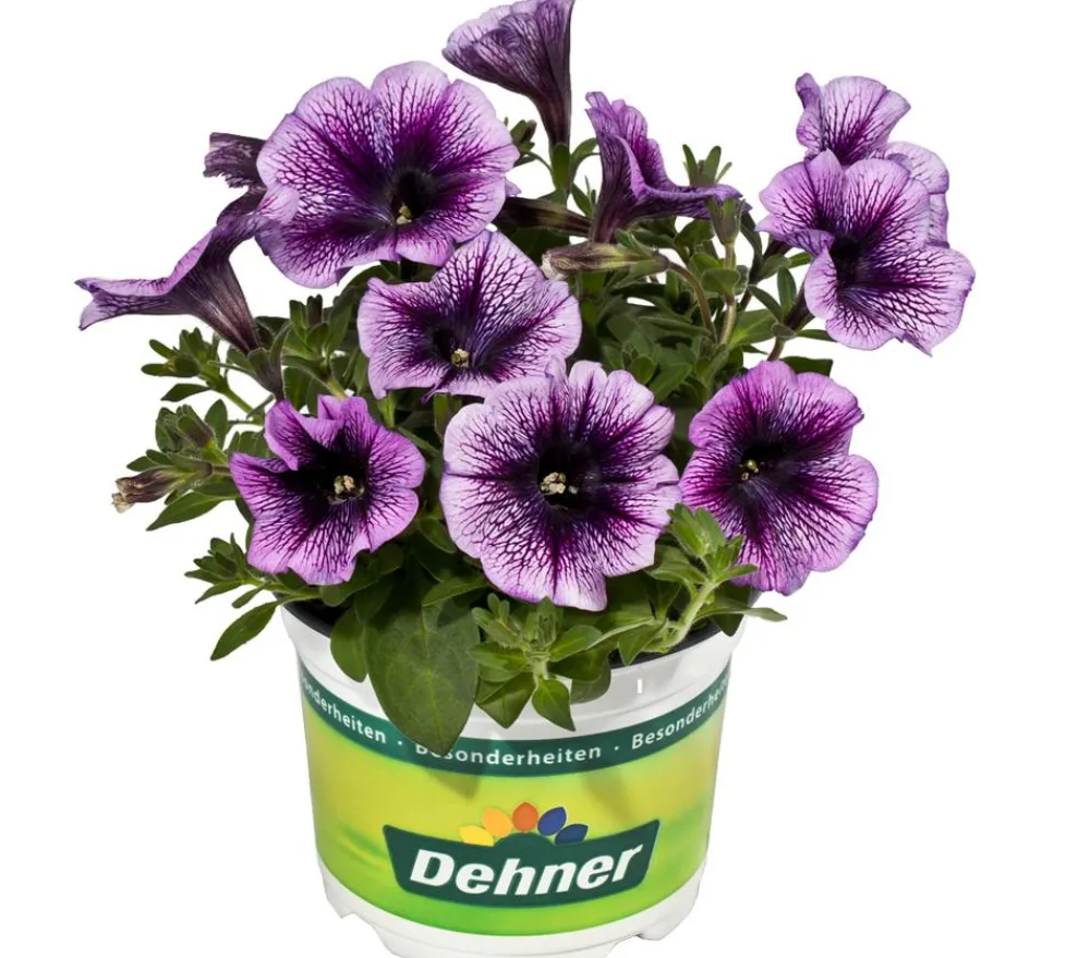 Dehner Petunien|Hängende Sommerblüher > Hängepetunie, Besonderheit, verschiedene Farben