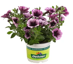 Dehner Petunien|Hängende Sommerblüher > Hängepetunie, Besonderheit, verschiedene Farben
