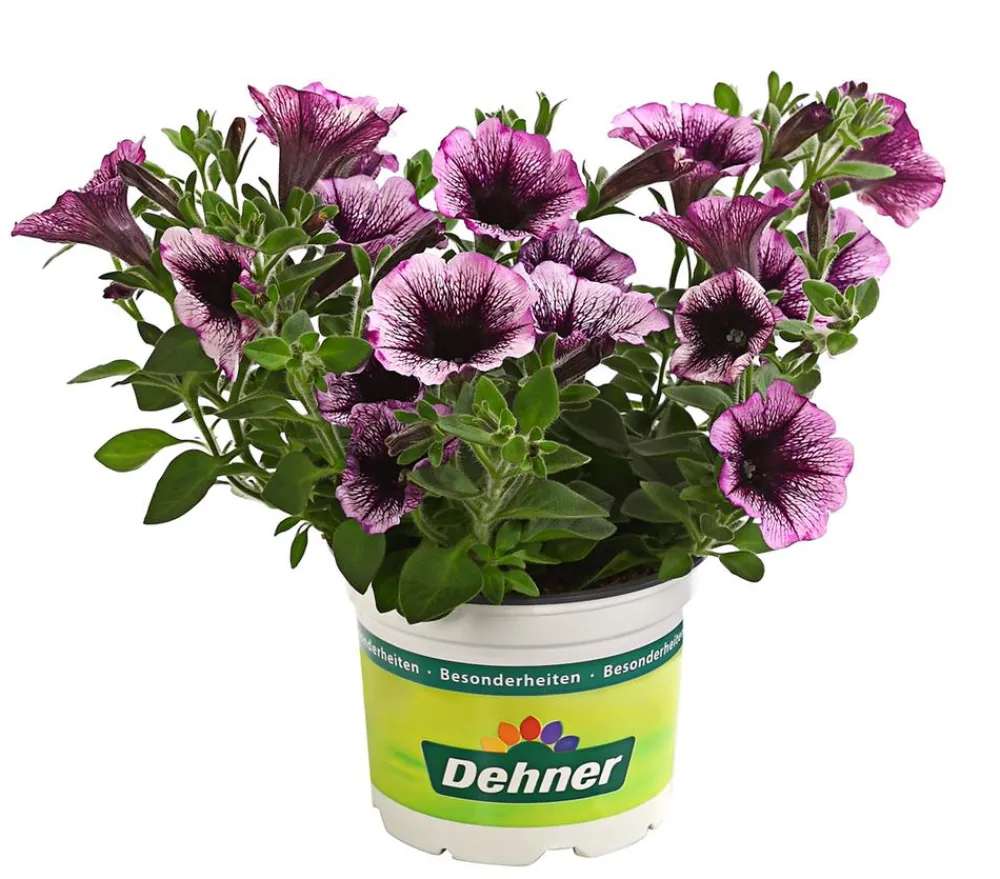 Dehner Petunien|Hängende Sommerblüher > Hängepetunie, Besonderheit, verschiedene Farben