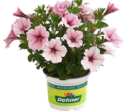 Dehner Petunien|Hängende Sommerblüher > Hängepetunie, Besonderheit, verschiedene Farben
