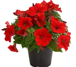 Dehner Petunien|Sommerblumen > Hängepetunie, ca. 15-25 cm