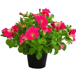 Dehner Hängepetunie, ca. 15-25 cm Pink New