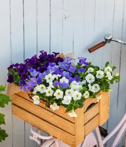 Dehner Petunien|Sommerblumen - Hängepetunie, ca. 15-25 cm Weiß