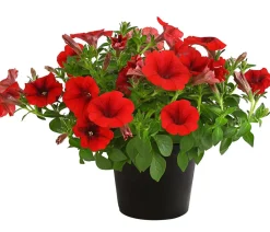 Dehner Hängepetunie, ca. 20-35 cm Rot Online