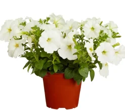 Dehner Petunien|Hängende Sommerblüher - Hängepetunie, ca. 20-35 cm Weiß