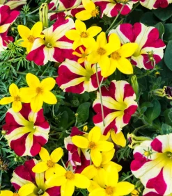 Dehner Petunien|Hängende Sommerblüher > Hängepetunie 'Queen of Hearts®'