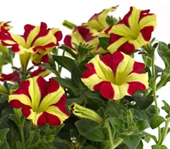 Dehner Petunien|Hängende Sommerblüher > Hängepetunie 'Queen of Hearts®'