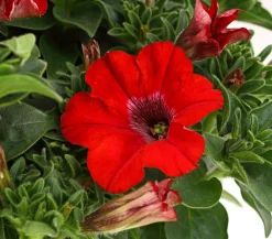 Dehner Petunien|Hängende Sommerblüher > Hängepetunie 'Surfinia', verschiedene Farben
