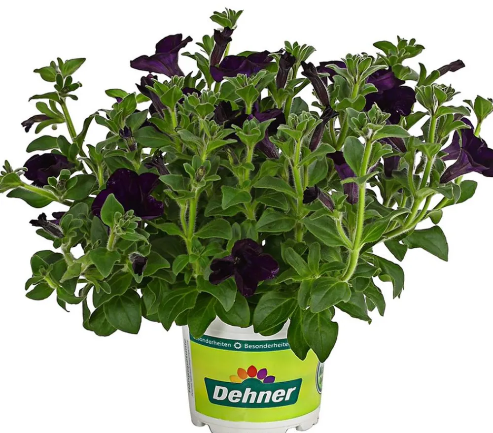 Dehner Petunien|Hängende Sommerblüher > Hängepetunie 'Surfinia', verschiedene Farben