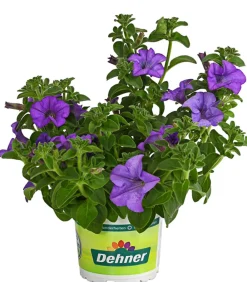 Dehner Petunien|Hängende Sommerblüher > Hängepetunie 'Surfinia', verschiedene Farben