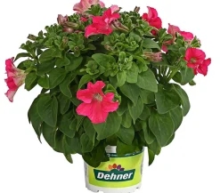 Dehner Petunien|Hängende Sommerblüher > Hängepetunie 'Surfinia', verschiedene Farben