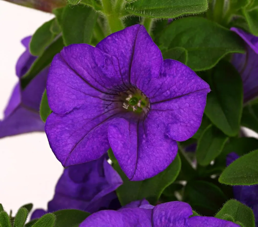 Dehner Petunien|Hängende Sommerblüher > Hängepetunie 'Surfinia', verschiedene Farben