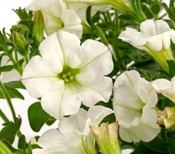 Dehner Petunien|Hängende Sommerblüher > Hängepetunie 'Surfinia', verschiedene Farben