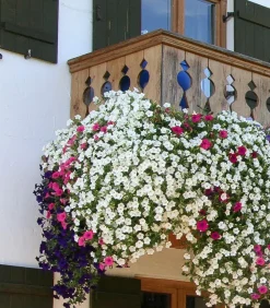 Dehner Petunien|Hängende Sommerblüher > Hängepetunie 'Surfinia', verschiedene Farben