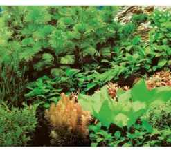 Hobby® Deko - Aquarium Rückwand Pflanzen 8/Marine Blue