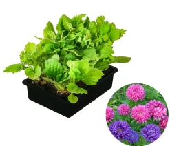 Dehner Hohe Sommeraster, verschiedene Farben, 6er Schale Discount