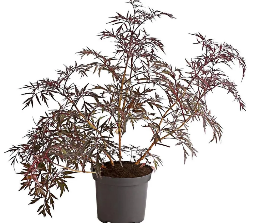 Dehner Nüsse & Besondere Obstbäume|Obstbäume - Holunder 'Black Lace' Rosa