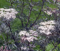 Dehner Nüsse & Besondere Obstbäume|Obstbäume - Holunder 'Black Lace' Rosa