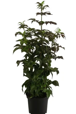 Dehner Nüsse & Besondere Obstbäume|Obstbäume - Holunder 'Black Tower' Dunkelrot