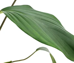 Dehner Homalomena - Homalomena rubescens Grün Outlet