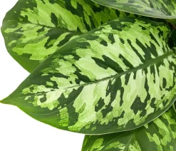 Dehner Homalomena - Homalomena wallisii 'Camouflage' Online