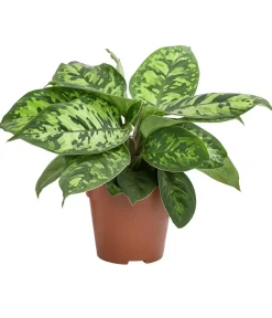 Dehner Homalomena - Homalomena wallisii 'Camouflage' Online