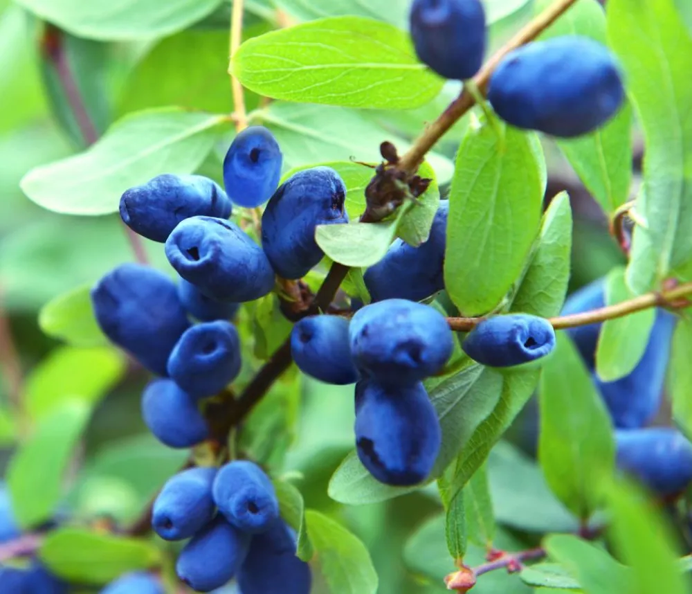 Dehner Heidelbeeren Honigbeere 'Polina' Dunkelblau Online