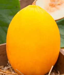 Dehner Honigmelone Gelb