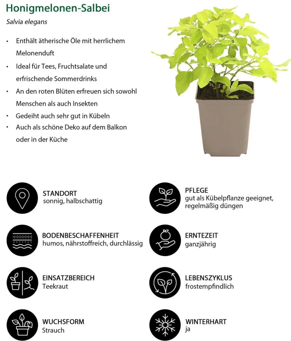 Dehner Garten- & Heilkräuter|Küchenkräuter > Honigmelonen-Salbei