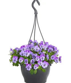 Dehner Sommerblumen - Hornveilchen, Ampel Hellblau