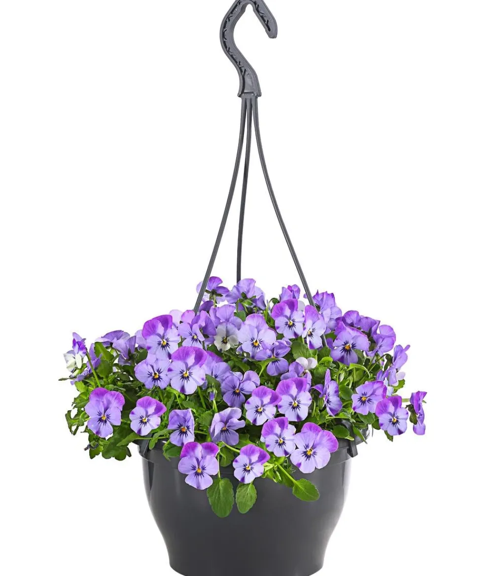 Dehner Sommerblumen - Hornveilchen, Ampel Hellblau