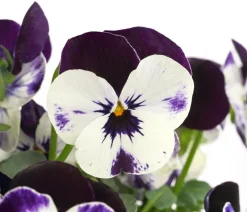Dehner Sommerblumen > Hornveilchen, Sonderfarben
