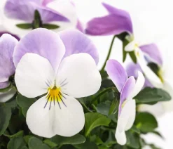 Dehner Sommerblumen > Hornveilchen, Sonderfarben