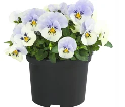 Dehner Sommerblumen > Hornveilchen, Sonderfarben