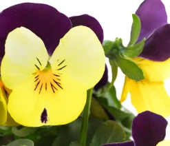 Dehner Sommerblumen > Hornveilchen, Sonderfarben
