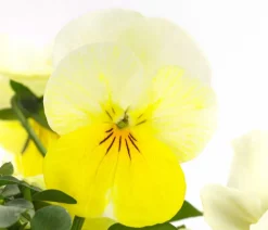 Dehner Sommerblumen > Hornveilchen, Sonderfarben