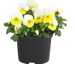Dehner Sommerblumen > Hornveilchen, Sonderfarben
