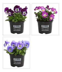 Dehner Grabschmuck & Grabgestaltung|Sommerblumen - Hornveilchen, verschiedene Farben Bunt