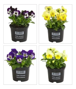 Dehner Grabschmuck & Grabgestaltung|Sommerblumen - Hornveilchen, verschiedene Farben Bunt