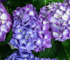Dehner Laubgehölze|Hortensien > Hortensie 'Diva fiore®'