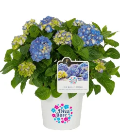 Dehner Laubgehölze|Hortensien > Hortensie 'Diva fiore®'