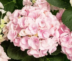 Dehner Hortensie - Hydrangea macrophylla 'Sonnenstein' Rosa Hot