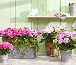 Dehner Terrassenpflanzen|Hortensien - Hortensie - Hydrangea macrophylla Rosa