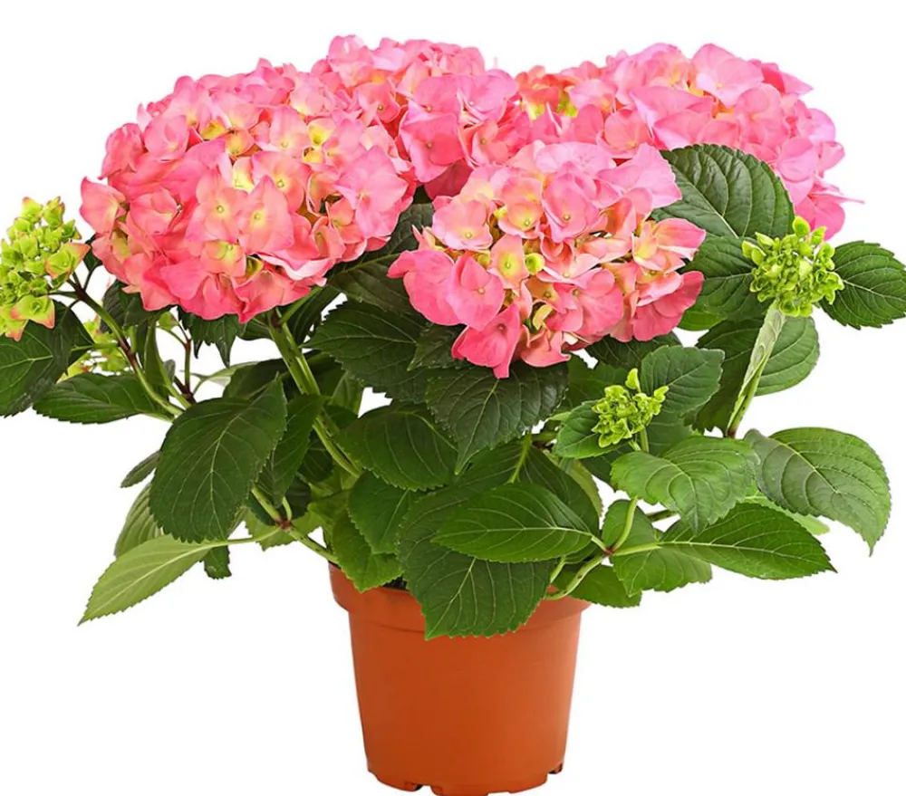 Dehner Terrassenpflanzen|Hortensien - Hortensie - Hydrangea macrophylla Rosa