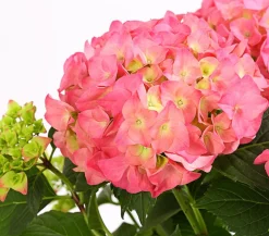 Dehner Terrassenpflanzen|Hortensien - Hortensie - Hydrangea macrophylla Rosa