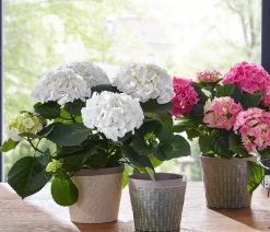 Dehner Terrassenpflanzen|Hortensien - Hortensie - Hydrangea macrophylla Rosa