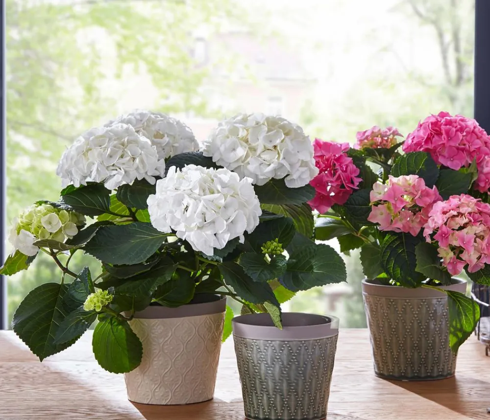 Dehner Terrassenpflanzen|Hortensien - Hortensie - Hydrangea macrophylla Rosa