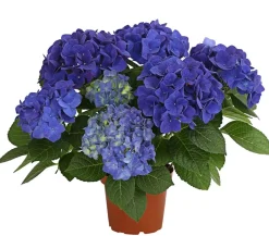 Dehner Terrassenpflanzen|Hortensien > Hortensie - Hydrangea macrophylla